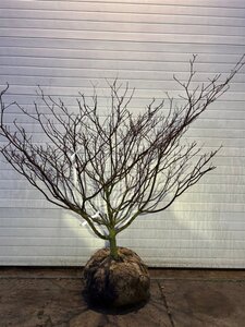 Cornus controversa 150-175 cm met kluit - afbeelding 2