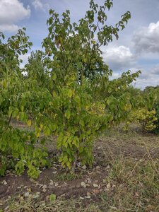 Cornus controversa 250-300 cm draadkluit