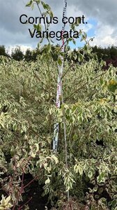 Cornus controversa 'Variegata' 150-175 cm met kluit