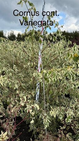 Cornus controversa 'Variegata' 150-175 cm RB