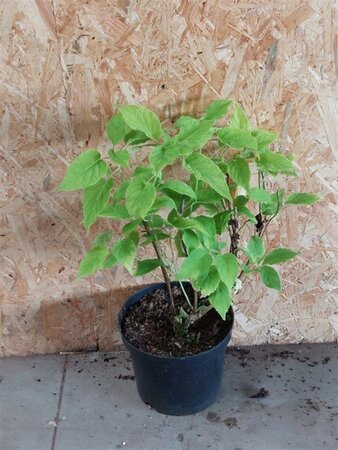 Hydrangea a. 'Annabelle' 40-60 cm cont. 3,0L - afbeelding 2