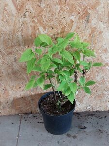 Hydrangea a. 'Annabelle' 40-60 cm cont. 3,0L - afbeelding 2