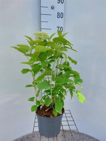 Hydrangea a. 'Annabelle' 40-60 cm cont. 3,0L - afbeelding 1