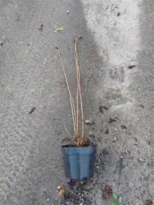 Hydrangea a. 'Annabelle' 40-60 cm cont. 3,0L - afbeelding 3