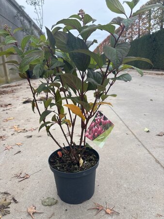 Hydrangea pan. Pinky Winky 50-60 cm cont. 5,0L