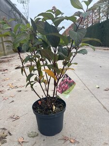 Hydrangea pan. Pinky Winky 50-60 cm cont. 5,0L