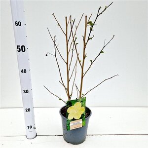 Pavonia praemorsa 40-50 cm cont. 2,5L