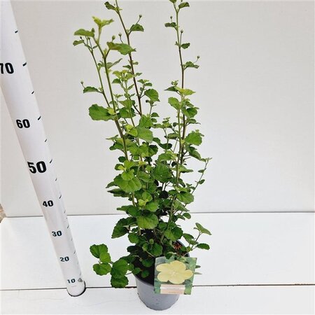 Pavonia praemorsa 40-50 cm cont. 2,5L - afbeelding 2