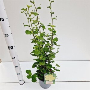 Pavonia praemorsa 40-50 cm cont. 2,5L - afbeelding 2