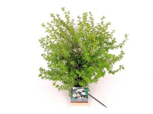 Potentilla f. 'Blink' 30-40 cm cont. 3,0L