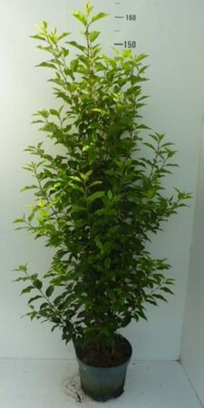 Prunus lusitanica 'Angustifolia' 100-125 cm cont. 7,5L