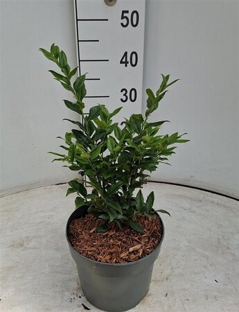 Sarcococca confusa 25-30 cm cont. 3,0L