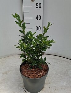 Sarcococca confusa 25-30 cm cont. 3,0L