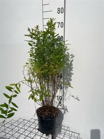 Spiraea billardii 60-80 cm cont. 3,0L