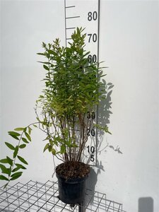 Spiraea billardii 60-80 cm cont. 3,0L