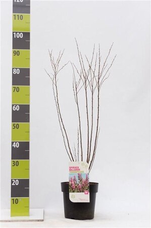 Spiraea betulifolia 'Tor Gold' 25-30 cm cont. 3,0L - afbeelding 1