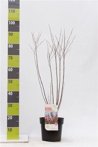 Spiraea betulifolia 'Tor Gold' 25-30 cm cont. 3,0L - afbeelding 1