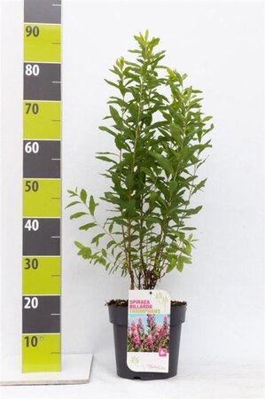 Spiraea betulifolia 'Tor Gold' 25-30 cm cont. 3,0L - afbeelding 2