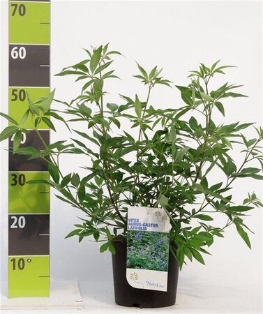 Spiraea betulifolia 'Tor Gold' 25-30 cm cont. 3,0L - afbeelding 3