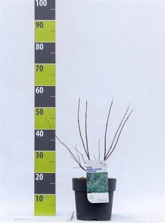 Spiraea betulifolia 'Tor Gold' 25-30 cm cont. 3,0L - afbeelding 4