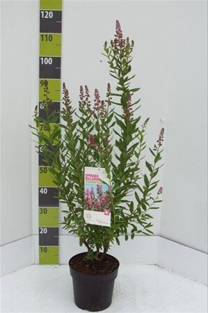 Spiraea betulifolia 'Tor Gold' 25-30 cm cont. 3,0L - afbeelding 5