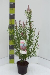 Spiraea betulifolia 'Tor Gold' 25-30 cm cont. 3,0L - afbeelding 5