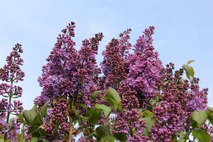 Syringa vulgaris 125-150 cm met kluit