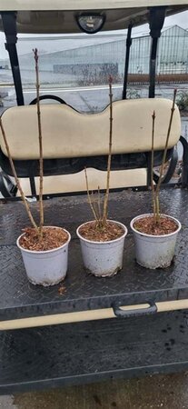 Syringa vulgaris 30-40 cm cont. 2,0L - afbeelding 5