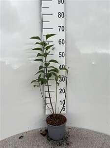 Syringa vulgaris 30-40 cm cont. 2,0L - afbeelding 5