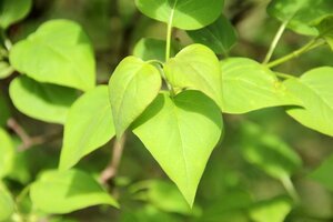 Syringa vulgaris 30-40 cm cont. 2,0L - afbeelding 3