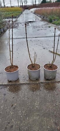 Syringa vulgaris 30-40 cm cont. 2,0L - afbeelding 7