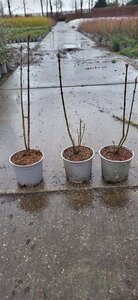 Syringa vulgaris 30-40 cm cont. 2,0L - afbeelding 7