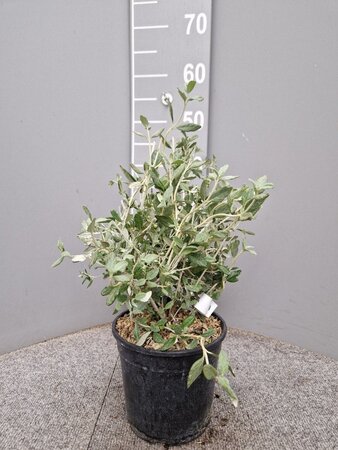 Teucrium fruticans 30-40 cm cont. 3,0L