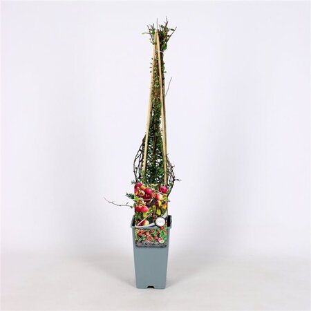 Vaccinium macrocarpon 'Pilgrim' 70 cm vierkant 2L