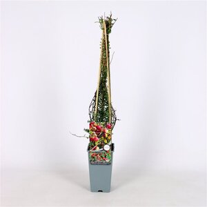 Vaccinium macrocarpon 'Pilgrim' 70 cm vierkant 2L