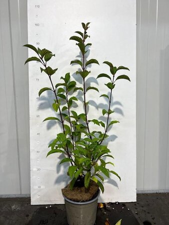 Viburnum bodn. 'Dawn' 60-80 cm cont. 3,0L - afbeelding 3