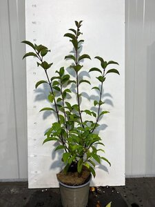 Viburnum bodn. 'Dawn' 60-80 cm cont. 3,0L - afbeelding 3