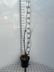 Viburnum bodn. 'Dawn' 60-80 cm cont. 3,0L - afbeelding 4