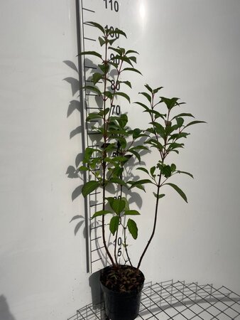 Viburnum bodn. 'Dawn' 60-80 cm cont. 3,0L - afbeelding 5