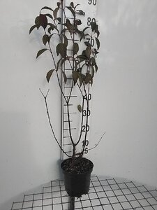 Viburnum bodn. 'Dawn' 60-80 cm cont. 3,0L - afbeelding 4