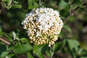 Viburnum carlcephalum 60-80 cm met kluit - afbeelding 2