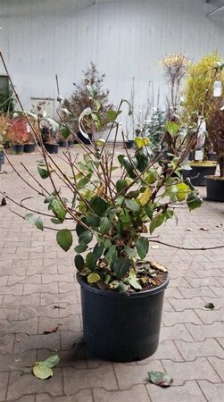 Viburnum carlcephalum 80-100 cm met kluit - afbeelding 3