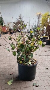 Viburnum carlcephalum 80-100 cm met kluit - afbeelding 3