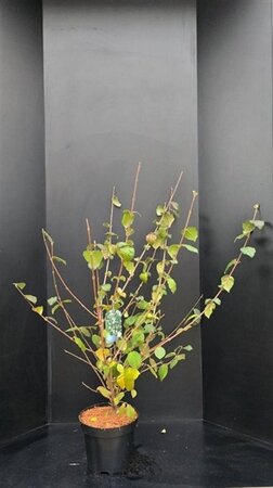 Viburnum carlcephalum 80-100 cm met kluit - afbeelding 4