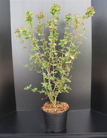Viburnum carlesii 'Aurora' 80-100 cm met kluit - afbeelding 2