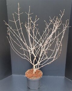 Viburnum carlesii 'Aurora' 80-100 cm met kluit - afbeelding 3