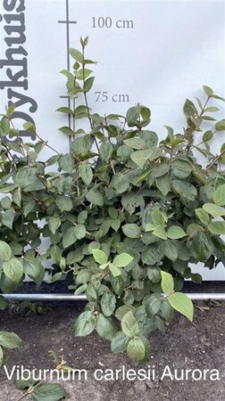 Viburnum carlesii 'Aurora' 80-100 cm met kluit - afbeelding 2