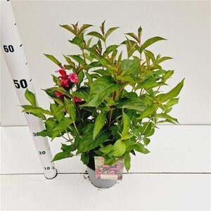 Weigela 'Bristol Ruby' 40-50 cm cont. 2,5L