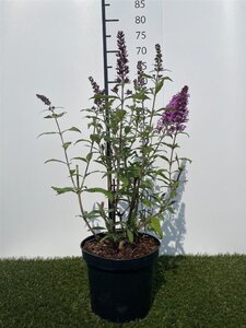 Buddleja d. Peacock 40-60 cm cont. 3,0L