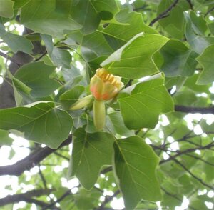 Liriodendron tulipifera 8-10 Hoogstam draadkluit - afbeelding 4